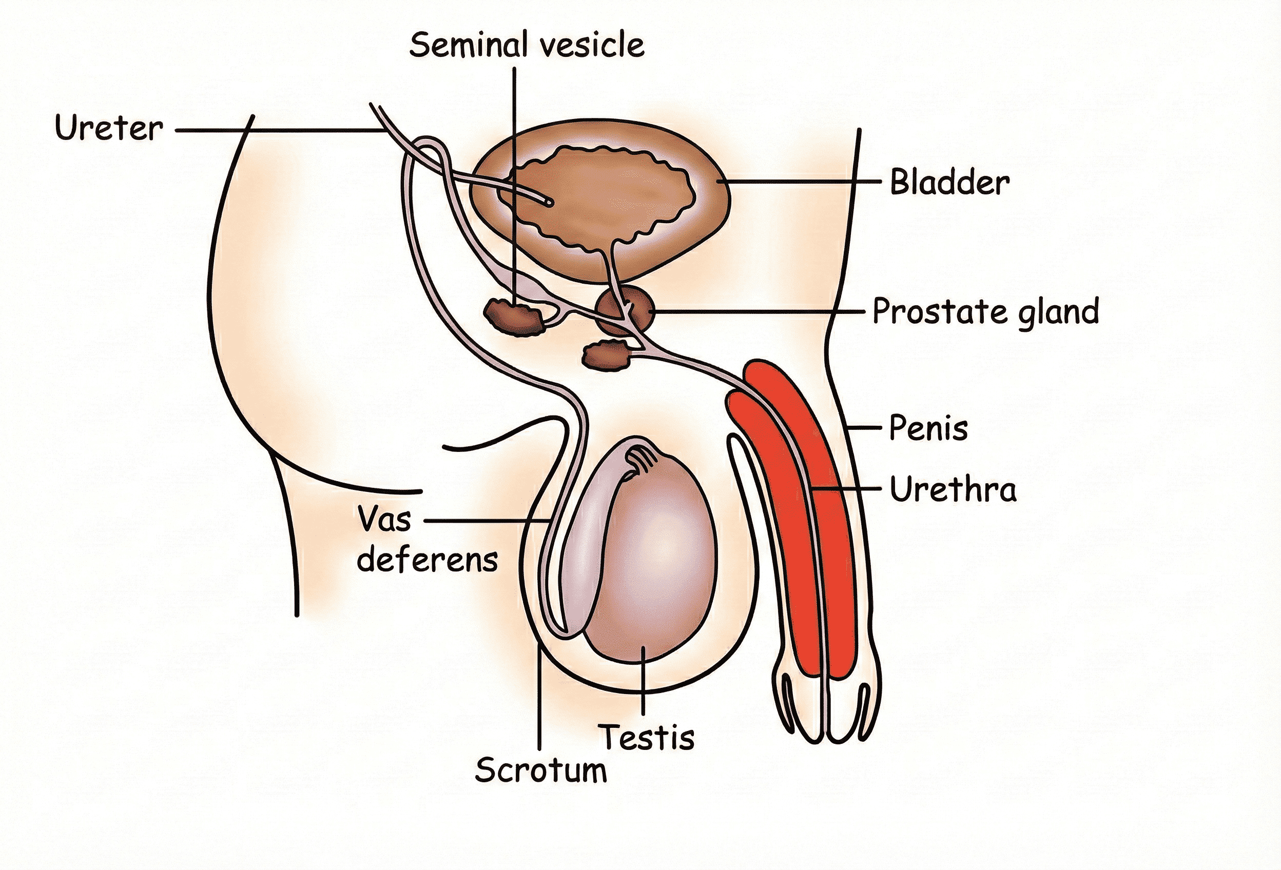 Male Reproductive System